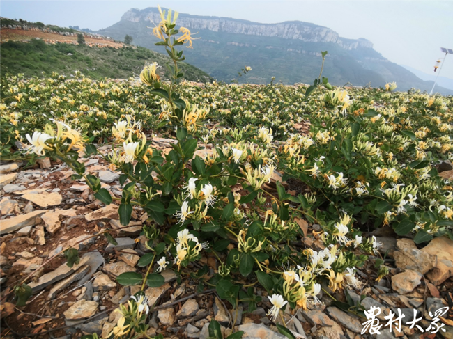“愚公”造田！錨定綠色可持續(xù)發(fā)展，九間棚四年間在禿嶺薄地整出千畝高質(zhì)量梯田
